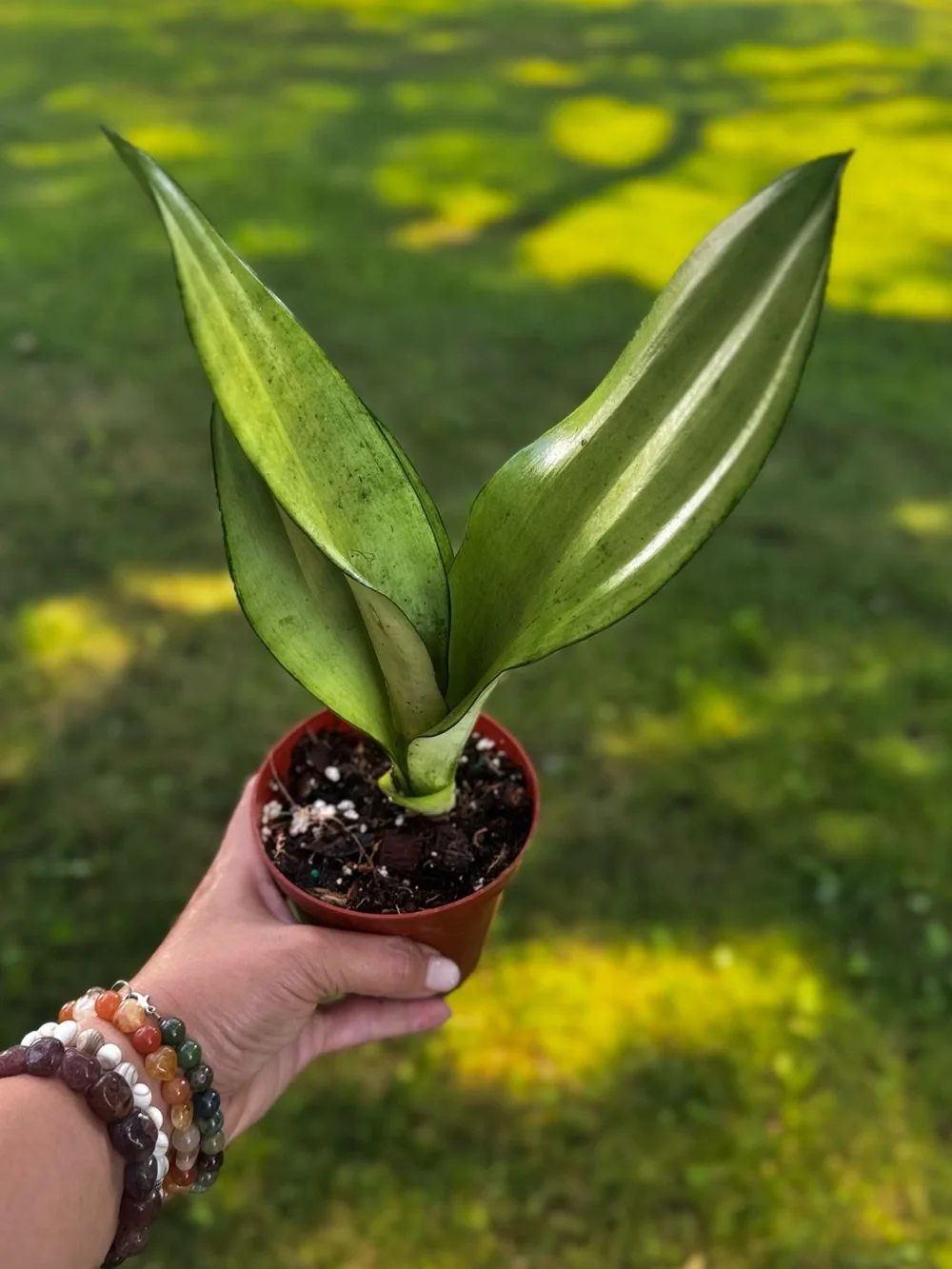 Green Sansevieria Hahnii Plant (Moonshine) - Decorative Home Accent